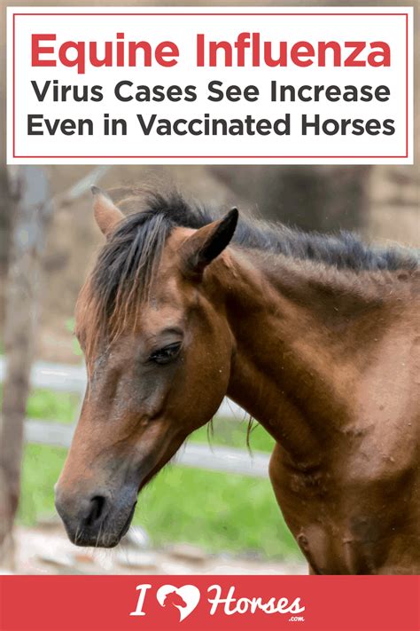 can horses catch bird flu